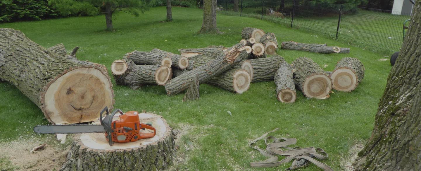 chainsaw on a stump