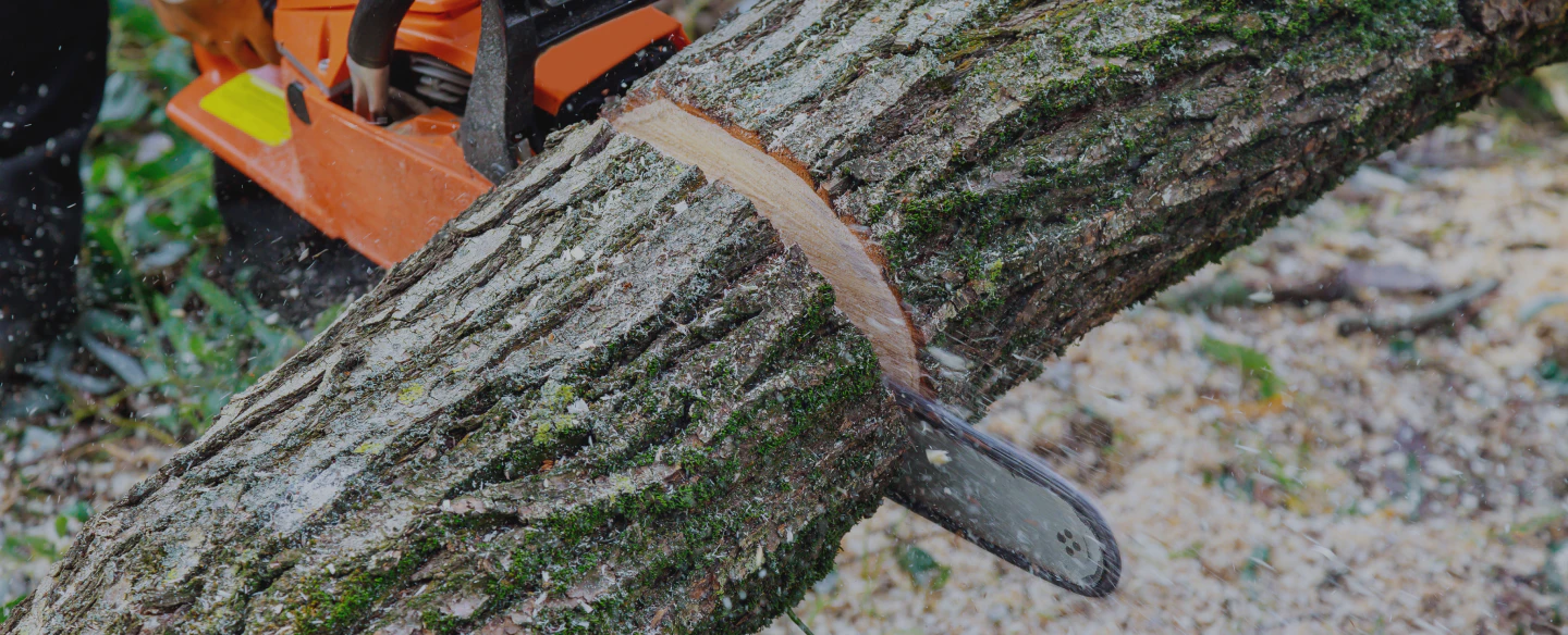 cutting a tree tunk with a chainsaw