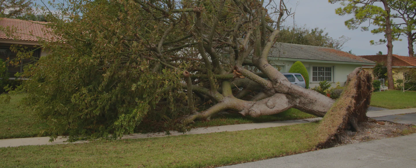 fallen tree on a yard