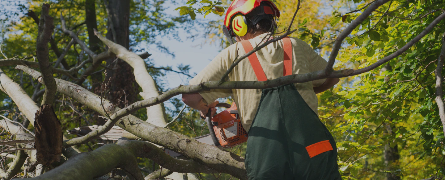 man removing dead tree branches using a chainsaw